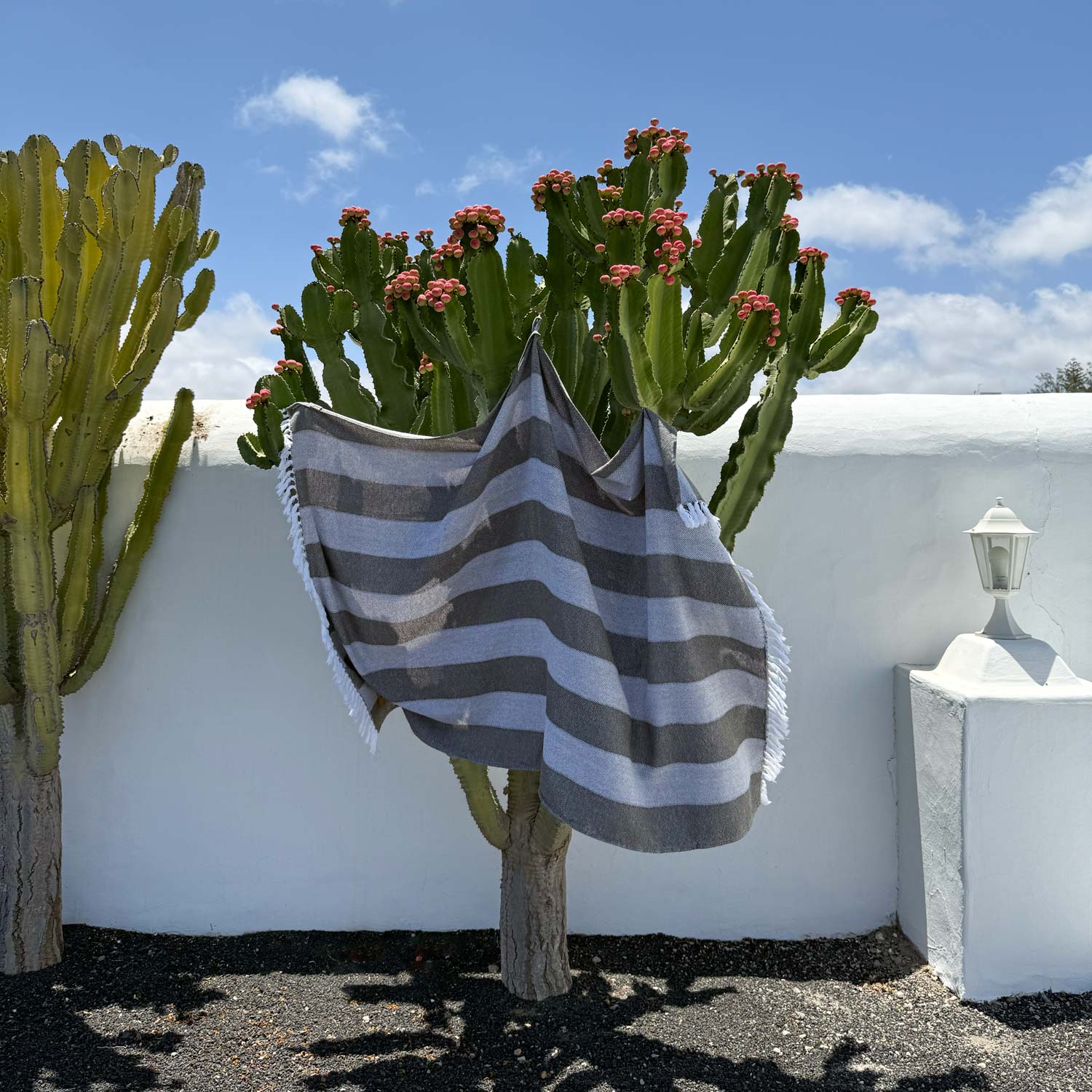 Striped towel draped over a cactus plant with a white wall and blue sky in the background